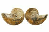 Jurassic Cut & Polished Nautilus (Cymatoceras) Fossil -Madagascar #287986-1